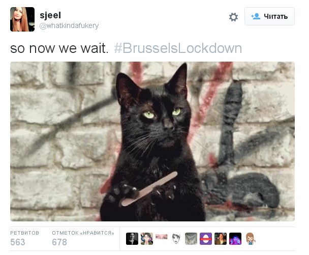 Социальная сеть Twitter заполнился котами после просьбы не обговаривать рейды в Брюсселе