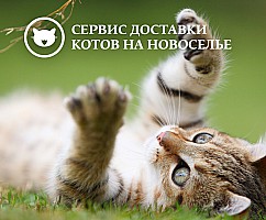 Коты Сбербанка