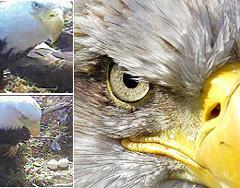 Кадры съемки орлиного гнезда веб-камерой, фото с сайта infotecbusinesssystems.com Кадры съемки орлиного гнезда веб-камерой, фото с сайта infotecbusinesssystems.com