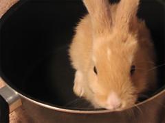 Тоби в кастрюле, фото с сайта savetoby.com Тоби в кастрюле, фото с сайта savetoby.com