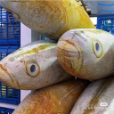 Китай захватила большая плюшевая рыба