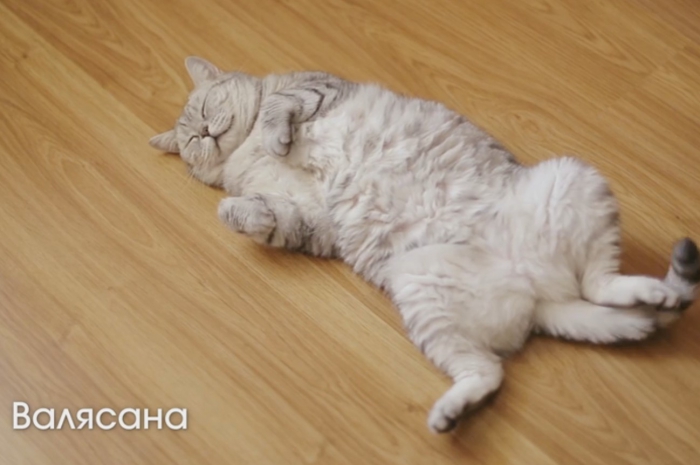 Порода кошки из рекламы перфект фит пять слагаемых здоровья бодрость духа thumbnail