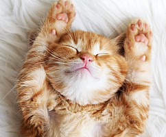 День животных