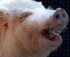 Как Касперский звук свиньи придумал