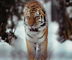Tiger Challenge
