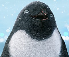 Пингвин - Разница в отношении