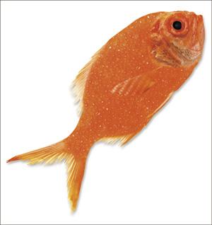 ""   ( )     ""      " "