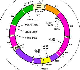 IBM и National Geografic, совместный антропологический проект