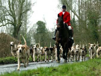 Псовая охота для британской аристократии