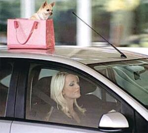 Собочка на крыше