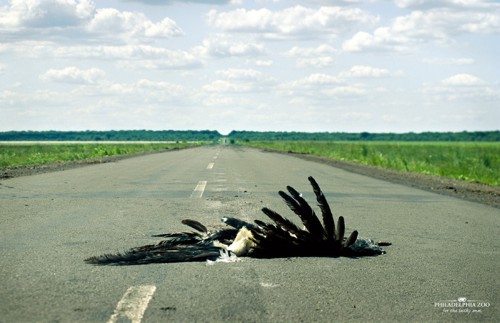 ��������� �������� Philadelphia Zoo �� Miami Ad School