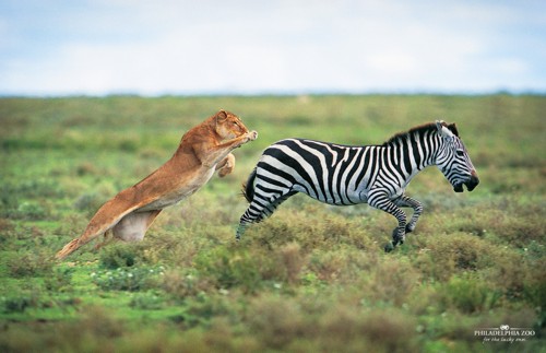 ��������� �������� Philadelphia Zoo �� Miami Ad School