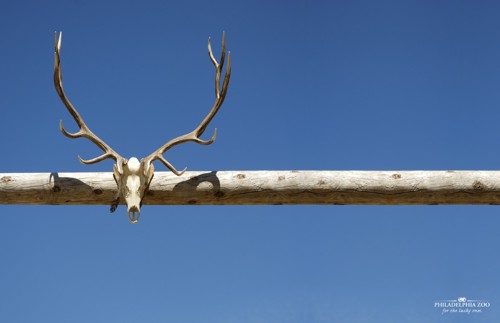 ��������� �������� Philadelphia Zoo �� Miami Ad School