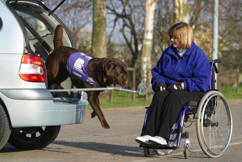 Пёс по кличке Фродо (Frodo) достаёт из автомобиля костыль для своей хозяйки (фото с сайта caninepartners.co.uk).