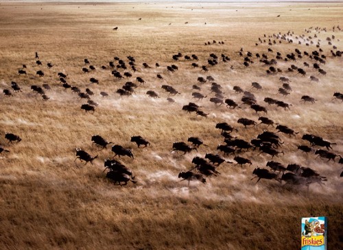 Реклама Friskies