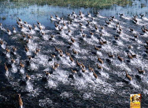 Реклама Friskies