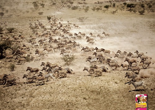 Реклама Friskies