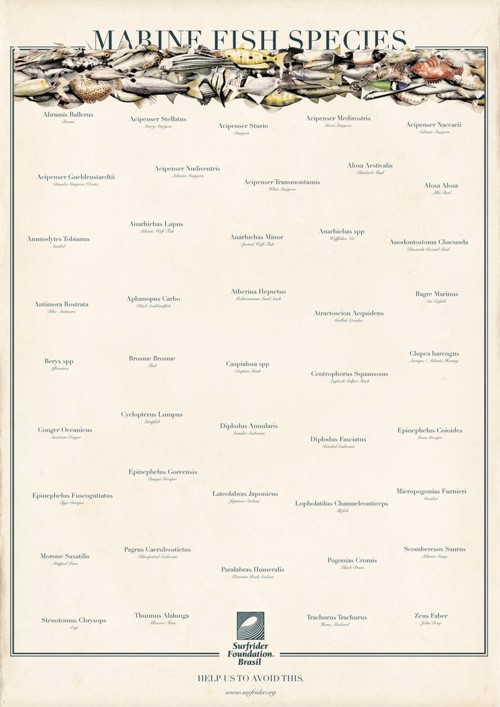 Surfrider Foundation  Script