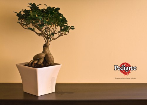 Принт от Volcano для Pedigree