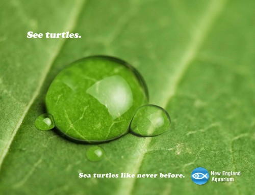     (New England Aquarium)