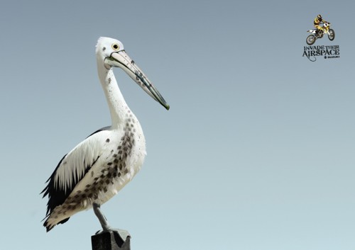   Suzuki  Leo Burnett Melbourne