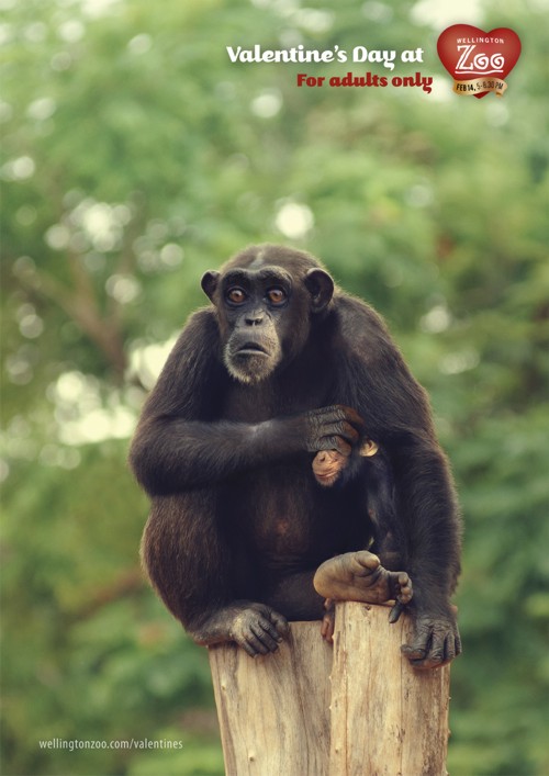 Wellington Zoo  Saatchi & Saatchi