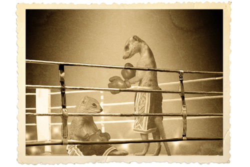 Sting like a meerkat