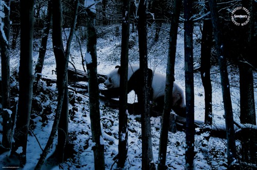 Рекламный принт организации Sanctuary