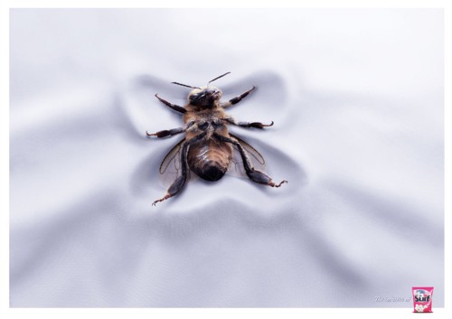 Surf, ,  ,  Unilever, , , ,   Lowe, , 