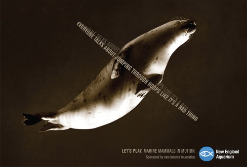 Морские котики, New England Aquarium, Новый Английский Аквариум, океан, глубина, Бостон, НАА, New England Aquarium