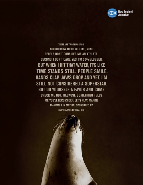 Морские котики, New England Aquarium, Новый Английский Аквариум, океан, глубина, Бостон, НАА, New England Aquarium