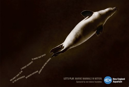 Морские котики, New England Aquarium, Новый Английский Аквариум, океан, глубина, Бостон, НАА, New England Aquarium