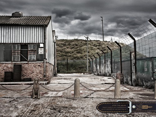 Animal Anti-Cruelty League  Lowe Bull