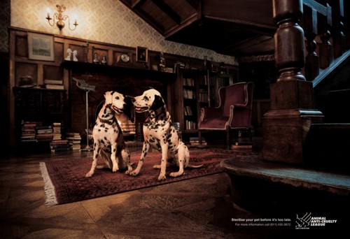 Animal Anti-Cruelty League  Lowe Bull