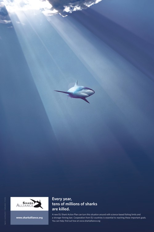 Shark Alliance - восстановление мировой популяции акул