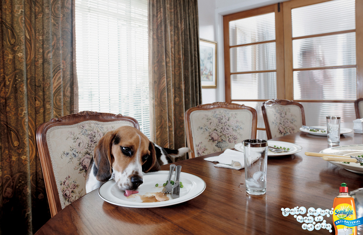 Бигли кафе екатеринбург. Собака облизывает тарелку. Отель в виде бигля. Фото собаки из рекламы квартир. Собака облизывает тарелку картинки.