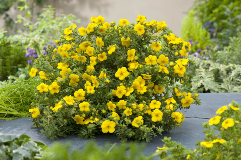 Курильский чай