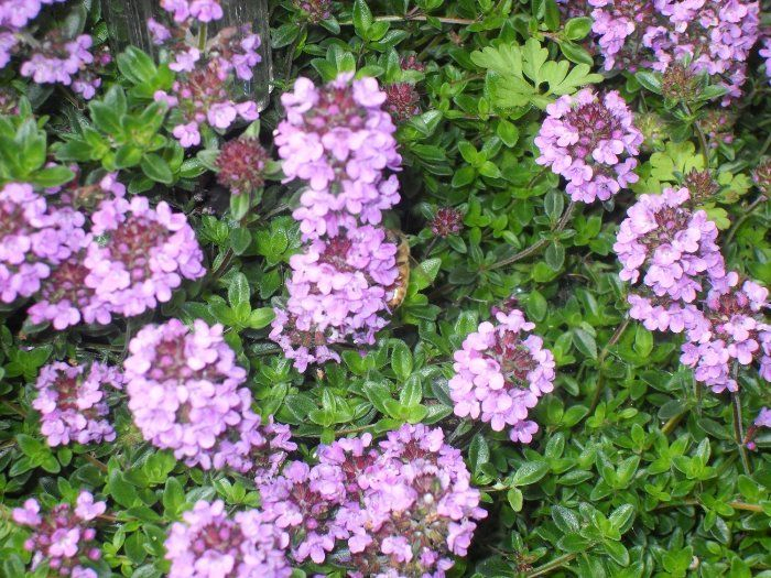 Чабрец - Богородская трава