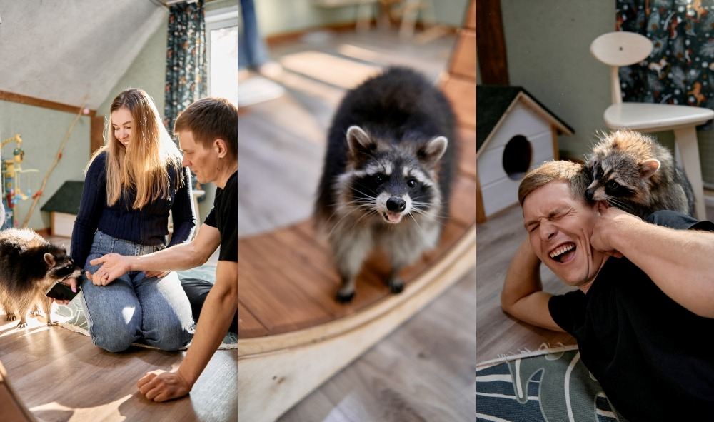 Дом енотов. Еноты и енототерапия.