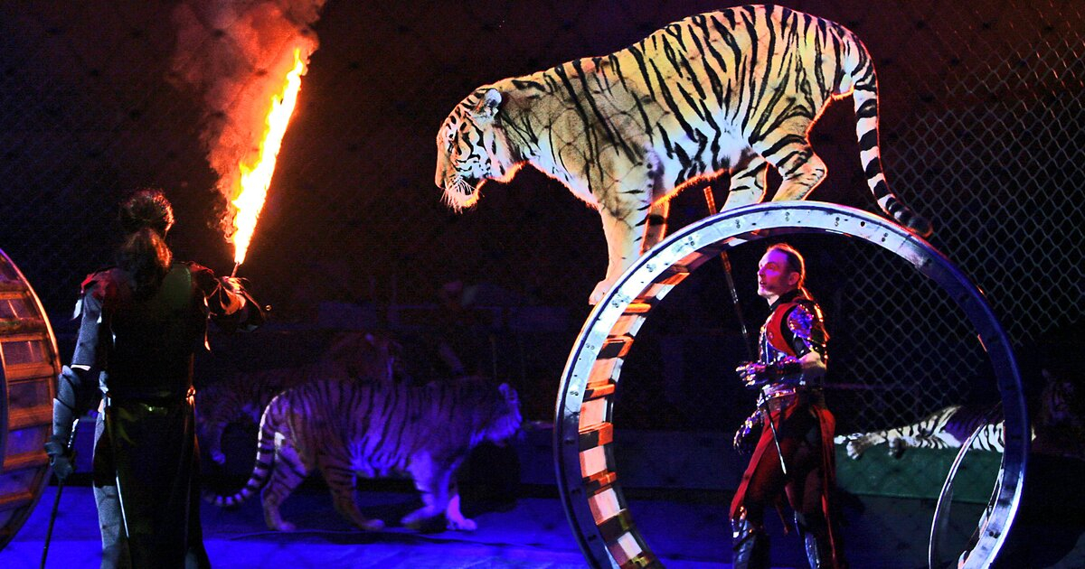 Выступление братьев Запашных