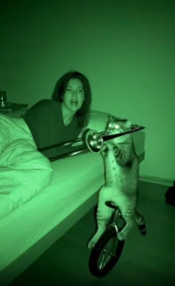 Sora 2 ночная запись с котом