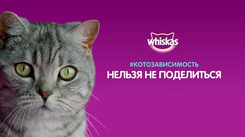 Ути-пути»: BBDO Moscow и Whiskas выпустили продолжение «Котозависимости»