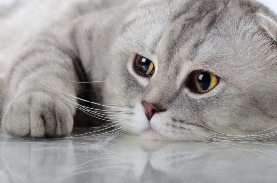 Нейросети «Юлы» помогут пользователям подобрать идеального котика