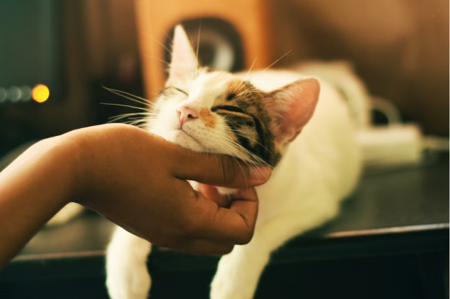 Все котики должны быть дома: «Домашний» помогает животным найти семью с помощью мемов