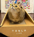 Tesla выпустила многофункциональную лежанку для котов