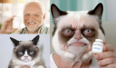 Гибрид Гарольда, скрывающего боль, и Grumpy Cat