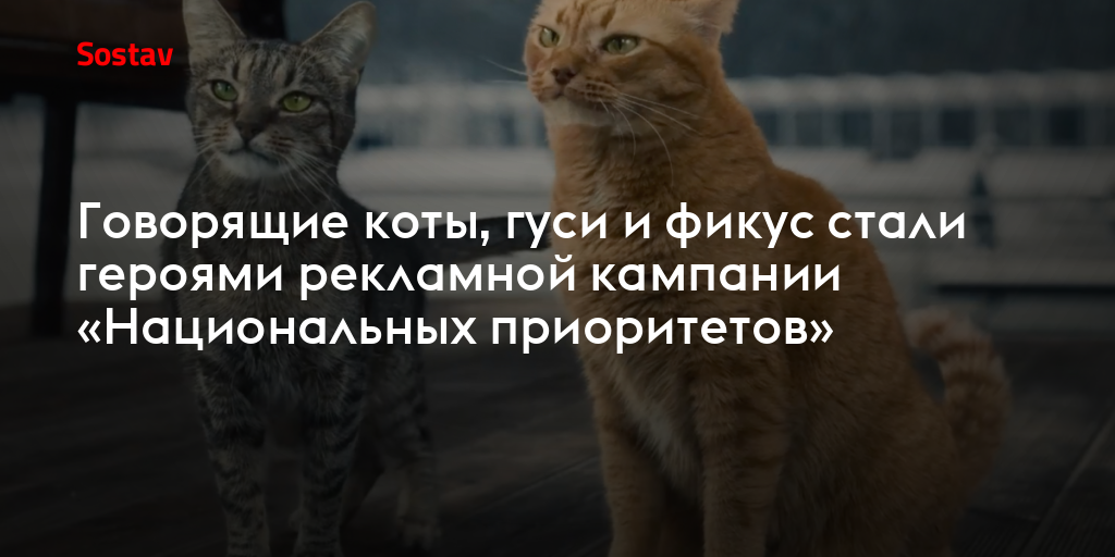 Ну рассказывай кот. Котик скажи. Котик скажи. Говорящие коты. Берёшь и делаешь кот мем.