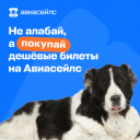 «Самурай, алабай и Парагвай»: как ошибается пилот в новой рекламной кампании «Авиасейлс»