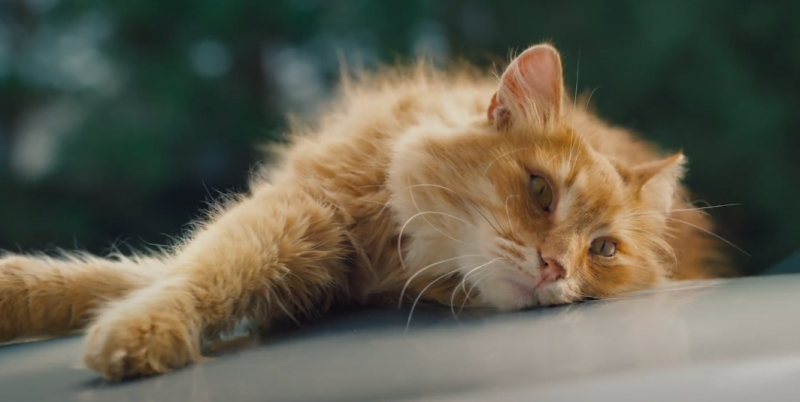 «Мурррчащий эксперт»: лицом кампании моторного масла Teboil Diamond стал рыжий кот