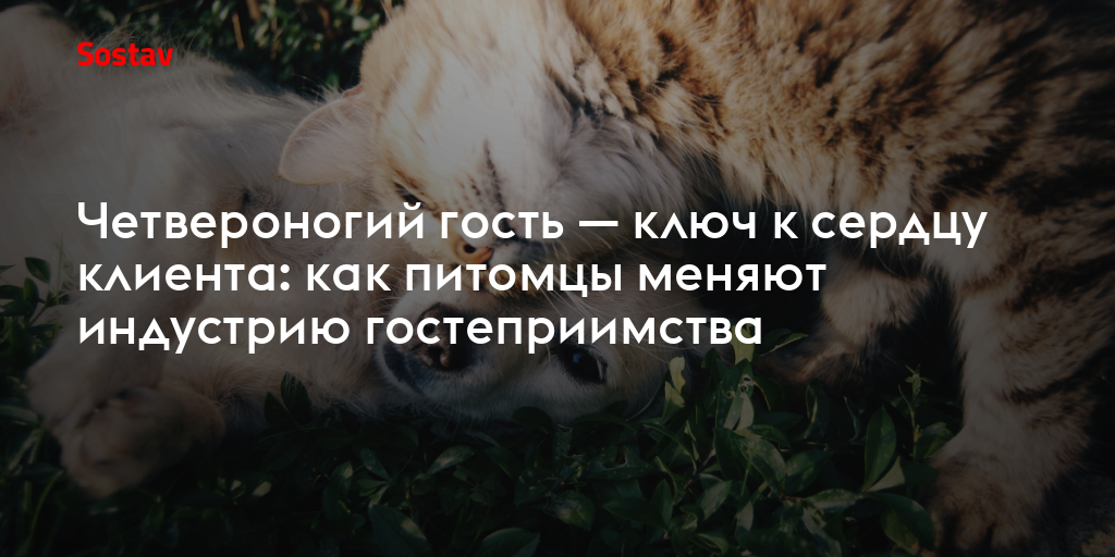 Четвероногий гость — ключ к сердцу клиента: как питомцы меняют индустрию гостеприимства